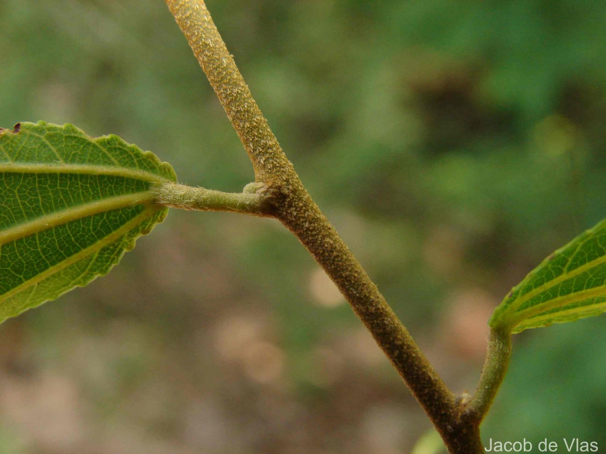 Grewia carpinifolia Juss.